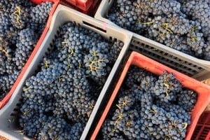 I dati della vendemmia 2019 in Piemonte