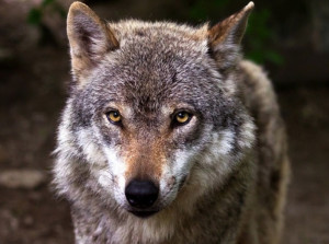 'LIFE WolfAlps EU' ha trovato il suo 'project manager': è una dottoressa tra i massimi esperti di lupo in Italia