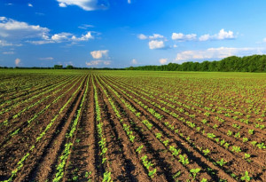 Manovra, Coldiretti: 'Dalle facilitazioni fiscali al sostegno delle filiere, bene le misure per l’agricoltura'