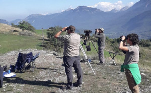 Un 2019 da record: mai così tanti falchi pecchiaioli sulle Alpi Marittime