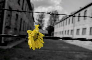 Verzuolo, tutte le iniziative per il Giorno della Memoria
