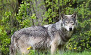 Il vicepresidente Carosso scrive al Ministro per segnalare il problema della presenza del lupo in Piemonte