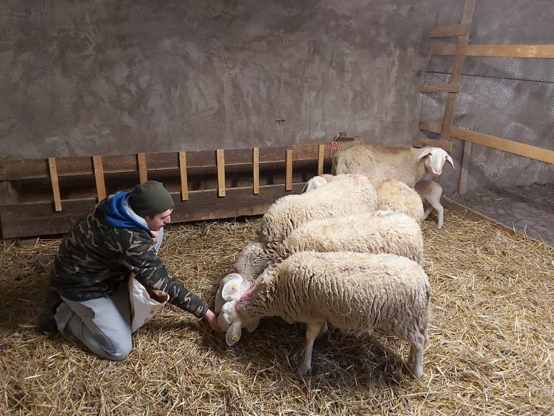 A vent'anni apre un allevamento di pecore sambucane: la scelta 'controcorrente' di Enrico Fabiano