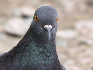 Boves, condannato il cacciatore che sparò a un piccione in piazza