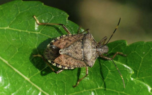 Cimice asiatica, Cirio: 'Una piaga su cui stiamo concentrando i nostri sforzi'
