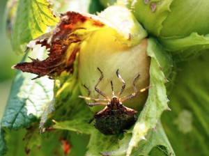 Cimice asiatica: il Piemonte tra le regioni da inserire nel progetto UE