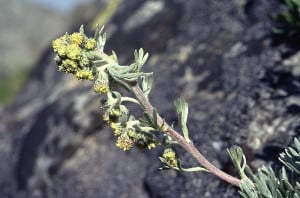 Il liquore 'Genepì del Piemonte' entra nei prodotti a Indicazioni Geografiche (Ig)