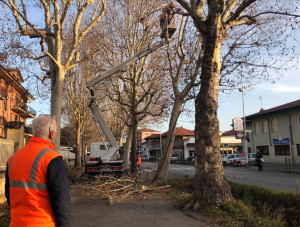 Iniziati i lavori di valorizzazione del viale alberato di Verzuolo