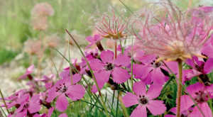 Le Alpi Marittime 'laboratorio' per le ricerche di tre università americane