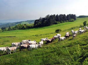 'TransHUMANce', una 'residenza d'artista' che unisce valle Stura e Provenza