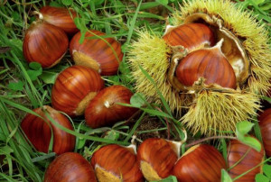 A Barge il convegno 'Castanicoltura da frutto in Piemonte'