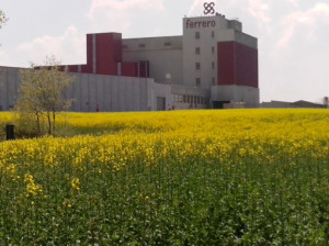 Infortunio alla Ferrero Mangimi, condannato un imprenditore di Busca