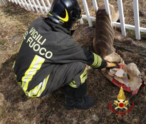 Capriolo incastrato in una recinzione a Crissolo, liberato dai Vigili del Fuoco
