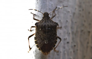 Lotta alla cimice asiatica: area dei danni estesa a tutta la Regione