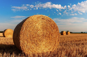 Coronavirus, Coldiretti Piemonte lancia l'hashtag #lacampagnanonsiferma