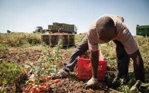 'Con i confini chiusi, a rischio Made in Piemonte raccolto da stagionali stranieri'