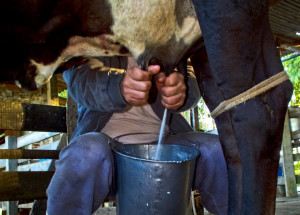 Coldiretti: ‘Siamo in emergenza, serve la proroga dei contratti lattiero-caseari’