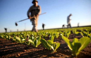 Coronavirus, Confagricoltura: 'Agroalimentare piemontese in forte difficoltà, la Regione ci aiuti'