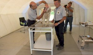 Coronavirus, veterinari volontari danno il loro supporto ai padroni di animali da compagnia in quarantena