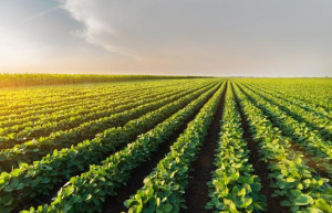 Confagricoltura: 'La filiera agroalimentare piemontese lavora a pieno ritmo per il nostro cibo quotidiano'

