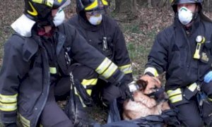 I pompieri di Morozzo salvano un pastore tedesco in difficoltà