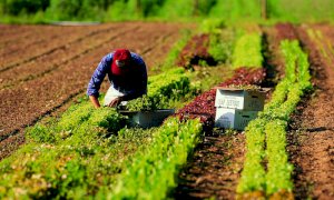 Coronavirus, Coldiretti: 'Bene la proroga dei permessi di lavoro agli stranieri'