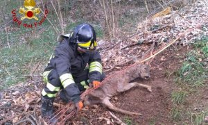 Boves, i pompieri liberano un capriolo intrappolato in una rete