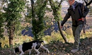 La cerca e cavatura del tartufo candidata a patrimonio culturale dell'Unesco
