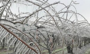 Le aziende frutticole cuneesi fanno i conti con le gelate primaverili