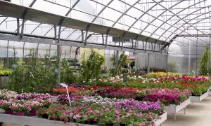 Consentita la vendita di piante e fiori in supermercati, mercati, punti vendita e vivai