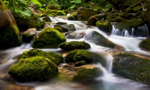 'Incontri ravvicinatissimi': in una mini serie di video approfondimenti naturalistici sulle Alpi Marittime