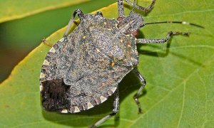 Contrasto alla cimice asiatica: 'Piemonte pronto a partire con la lotta biologica'