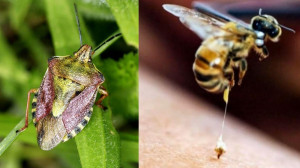 Cimice Asiatica, l'arrivo della vespa samurai potrà contribuire a salvare i raccolti piemontesi