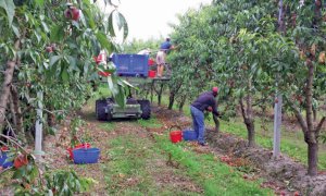 'A breve si porrà la questione dei lavoratori stagionali della frutta, facendo emergere problematiche sanitarie e sociali' 