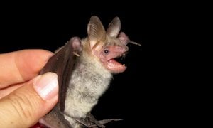 A inizio aprile un migliaio di 'pipistrelle' tornano all’Abbazia di Staffarda per partorire i piccoli
