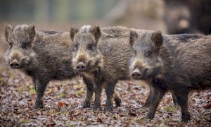 'Cinghiali, con lo stop alla caccia di selezione si rischia l'emergenza nell'emergenza'