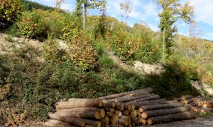Coldiretti Piemonte: 'Bene il via libera a selvicoltura e cura del verde'