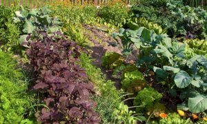 A Vernante in vigore nuove regole per i proprietari di orti