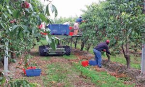'Servono modi agili per reperire manodopera tra disoccupati, studenti e cassintegrati'