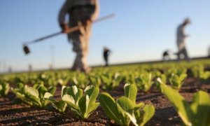 Coldiretti lancia la piattaforma 'Job in Country' per chi vuole lavorare nei campi