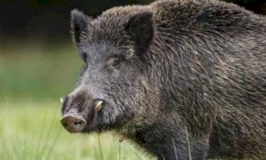 'Con la fauna selvatica incontrollata a rischio cibo e sicurezza stradale'