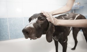 ‘Ecco perché le toelettature per animali dovrebbero riaprire subito’