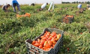 'Servono voucher per non perdere i raccolti piemontesi'