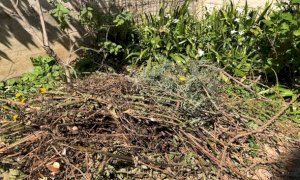 In Piemonte consentita la riapertura dei centri di raccolta del verde