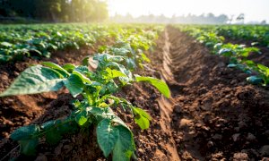 'Nella Granda in 10 anni -6,5% di emissioni di gas climalteranti prodotte dall’agricoltura'