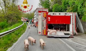 Camion che trasporta maiali si ribalta, è la seconda volta in pochi giorni
