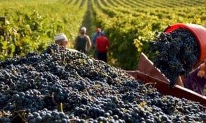 Vino, il piano di Coldiretti per evitare il 'fiasco' nella Granda