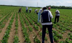 Confagricoltura Piemonte: 'Dignità del lavoro per un’agricoltura etica'