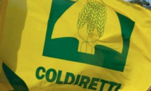 Politica Agricola, Coldiretti: 'Avanti con proroga PAC e fondo anti crisi'