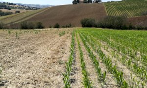 Regione, rimodulate le risorse del Programma di Sviluppo Rurale